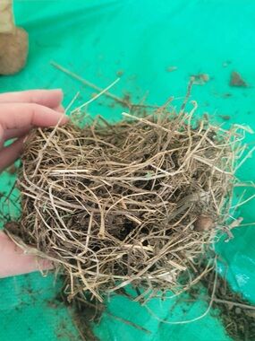 Bird Nest organic material fallen nest “ put a bird on it” natural decoration